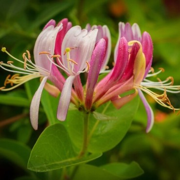 Lonicera henryi - pot 2 ltr