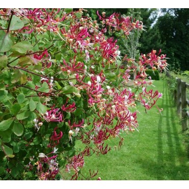 Lonicera henryi - pot 2 ltr