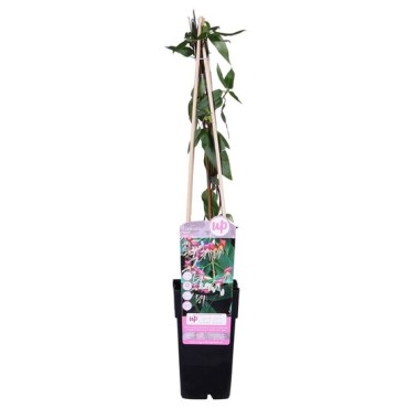 Lonicera henryi - pot 2 ltr