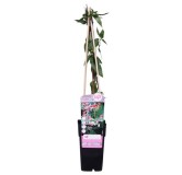 Lonicera henryi - pot 2 ltr
