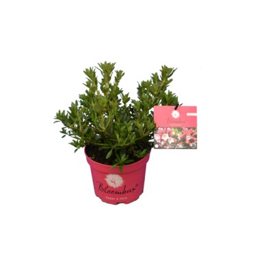 Bloombux magenta - Rhododendron micranthum Microhirs - hauteur totale 20-30 cm - pot 0,5 ltr