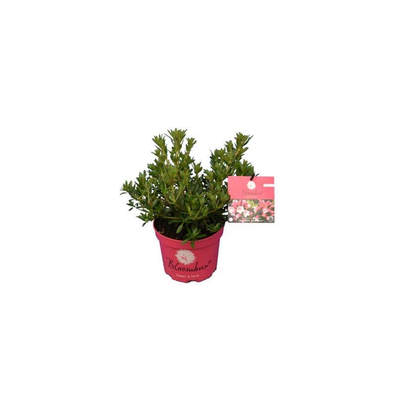 Bloombux magenta - Rhododendron micranthum Microhirs - hauteur totale 20-30 cm - pot 0,5 ltr Bloombux magenta - Rhododendron micranthum Microhirs - hauteur totale 20-30 cm - pot 0,5 ltr