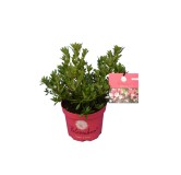 Bloombux magenta - Rhododendron micranthum Microhirs - hauteur totale 20-30 cm - pot 0,5 ltr