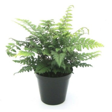 Polystichum makinoi - pot 0,7 ltr