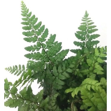 Polystichum makinoi - pot 0,7 ltr
