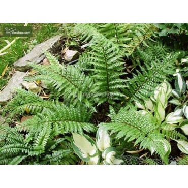 Polystichum makinoi - pot 0,7 ltr