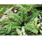 Polystichum makinoi - pot 0,7 ltr