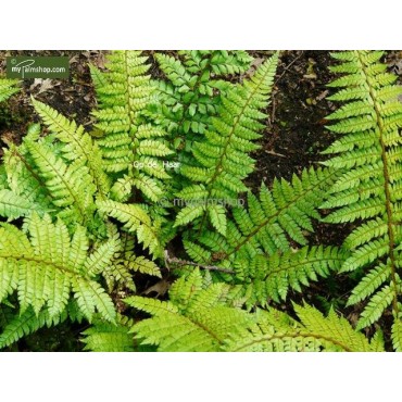 Polystichum makinoi - pot 0,7 ltr