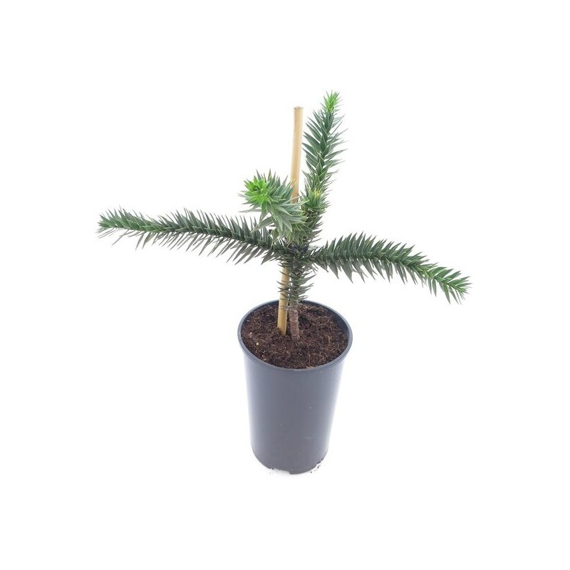 Araucaria araucana - hauteur totale 35-45 cm - pot 3 ltr Araucaria araucana - hauteur totale 35-45 cm - pot 3 ltr