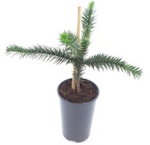 Araucaria araucana - hauteur totale 35-45 cm - pot 3 ltr