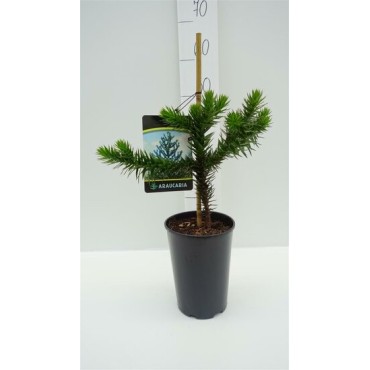 Araucaria araucana - hauteur totale 35-45 cm - pot 3 ltr