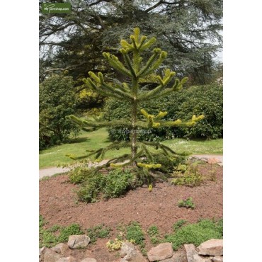 Araucaria araucana - hauteur totale 35-45 cm - pot 3 ltr