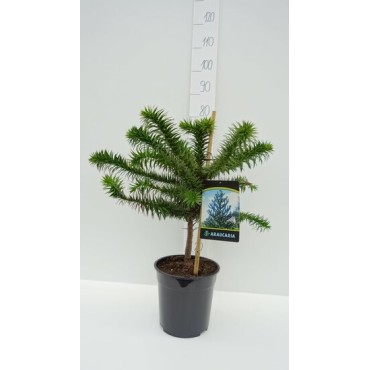 Araucaria araucana pot 7 ltr
