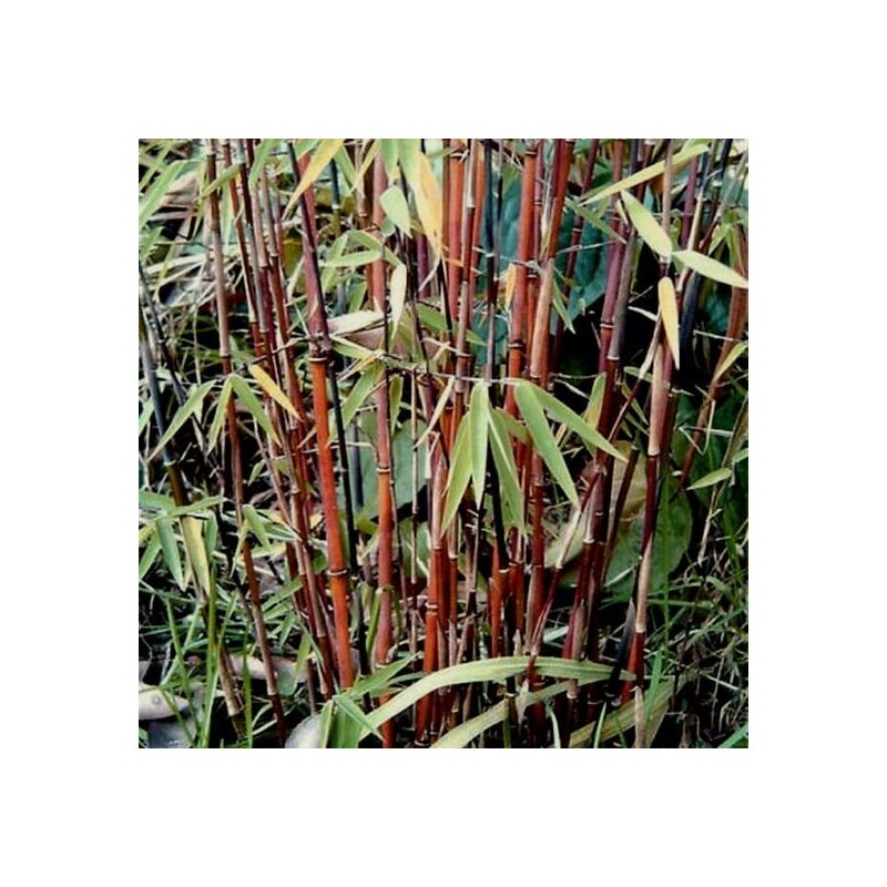 Fargesia jiuzhaigou - pot 10 ltr