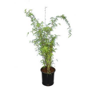Fargesia jiuzhaigou - pot 10 ltr