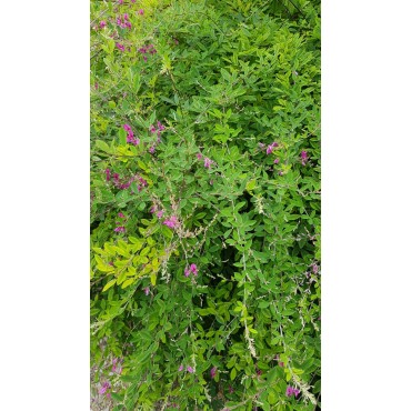 Lespedeza thunbergii / Trèfle en arbre / Conteneur de 7 à 10 litres