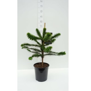 Araucaria araucana pot 10 ltr