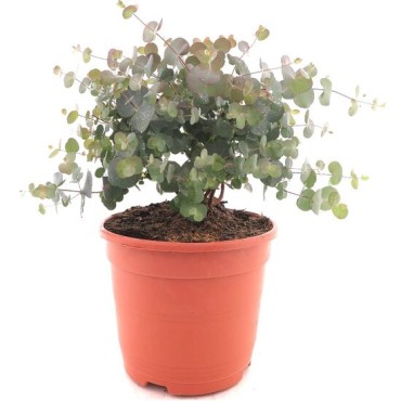 Eucalyptus gunnii Azura - hauteur totale 40+ cm - pot 5 ltr