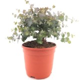 Eucalyptus gunnii Azura - hauteur totale 40+ cm - pot 5 ltr