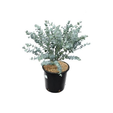 Eucalyptus gunnii Azura - hauteur totale 40+ cm - pot 5 ltr