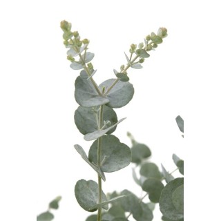 Eucalyptus gunnii Azura - hauteur totale 40+ cm - pot 5 ltr