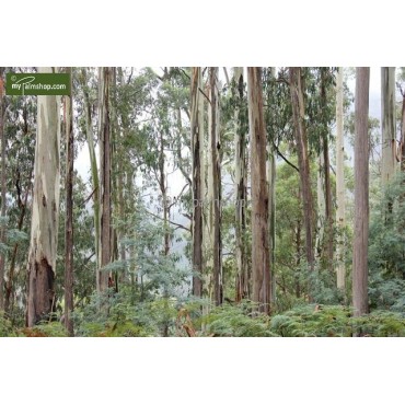 Eucalyptus gunnii Azura - hauteur totale 40+ cm - pot 5 ltr