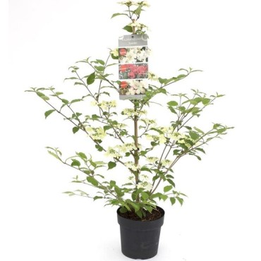 Viburnum plicatum Kilimandjaro Sunrise - pot 3 ltr