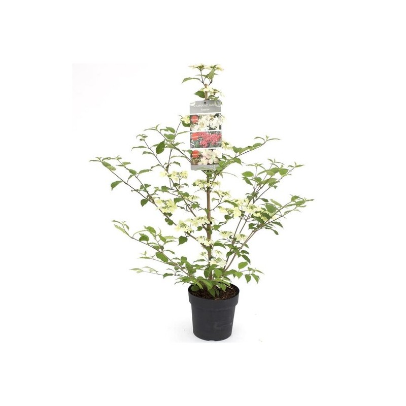 Viburnum plicatum Kilimandjaro Sunrise - pot 3 ltr Viburnum plicatum Kilimandjaro Sunrise - pot 3 ltr