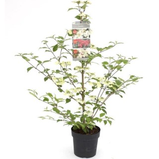 Viburnum plicatum Kilimandjaro Sunrise - pot 3 ltr