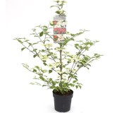 Viburnum plicatum Kilimandjaro Sunrise - pot 3 ltr