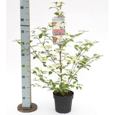 Viburnum plicatum Kilimandjaro Sunrise - pot 3 ltr