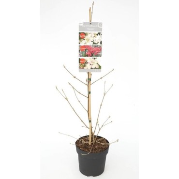 Viburnum plicatum Kilimandjaro Sunrise - pot 3 ltr
