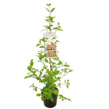 Viburnum plicatum Kilimandjaro Sunrise - pot 3 ltr