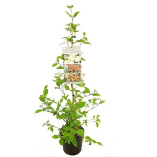 Viburnum plicatum Kilimandjaro Sunrise - pot 3 ltr