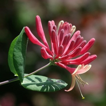 Lonicera japonica Red World - pot 2 ltr
