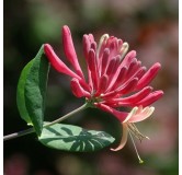 Lonicera japonica Red World - pot 2 ltr