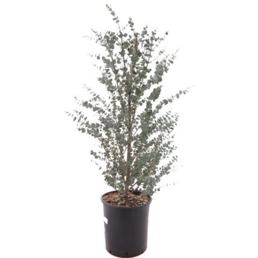 Eucalyptus gunnii Azura - hauteur totale 70-100 cm - pot 10 ltr