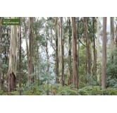 Eucalyptus gunnii Azura - hauteur totale 70-100 cm - pot 10 ltr