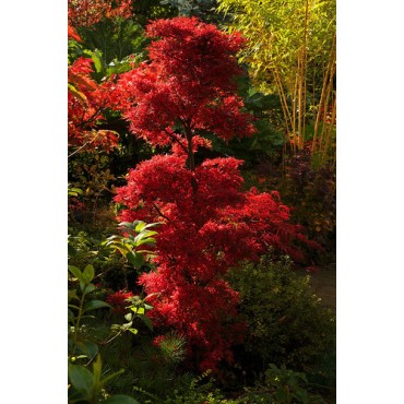 Acer palmatum Shaina - tronc 60-80 cm - hauteur totale 110-130 cm - pot 15 ltr