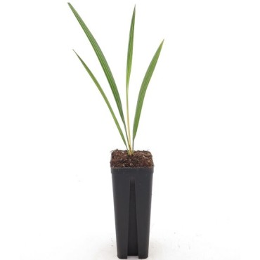 Chamaerops humilis Vulcano - pot 7 x 7 cm