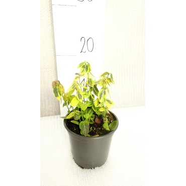 Euonymus fortunei Emerald 'n Gold - pot 0,5 ltr