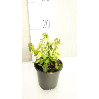 Euonymus fortunei Emerald 'n Gold - pot 0,5 ltr