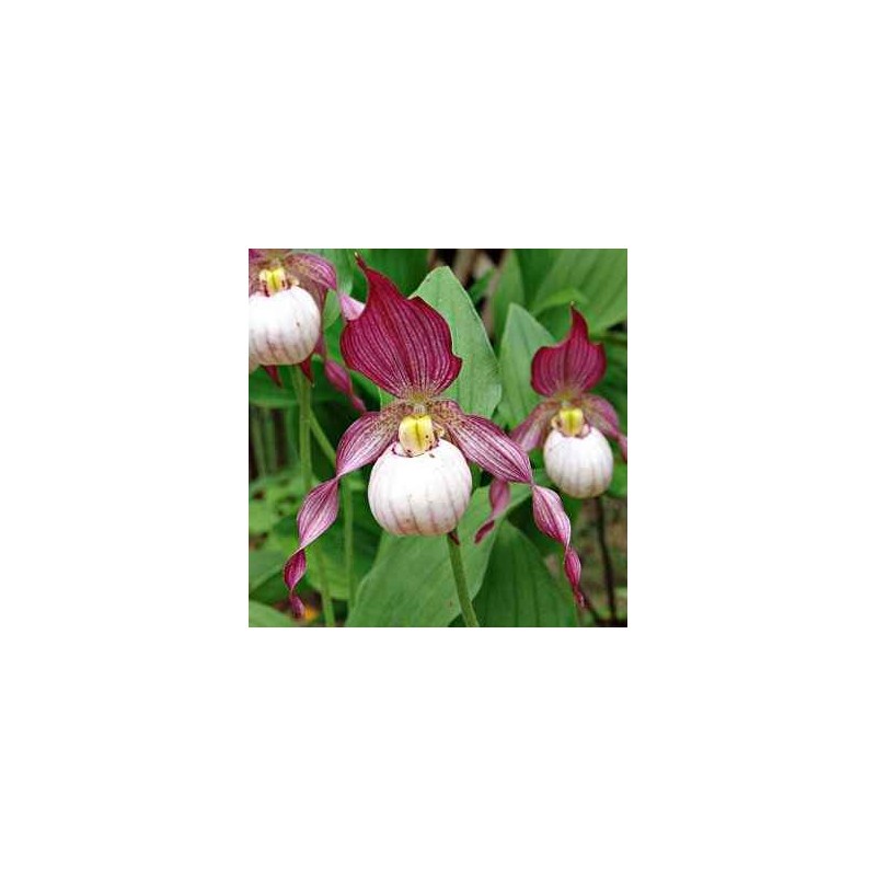 Orchidées rustiques - cypripedium 'gisella' rhizome dormant