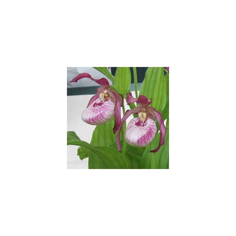 Orchidées - cypripedium "gisella"