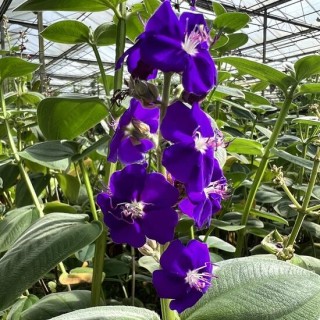 Tibouchina elegans - hauteur totale 40+ cm - pot 9 x 9 cm