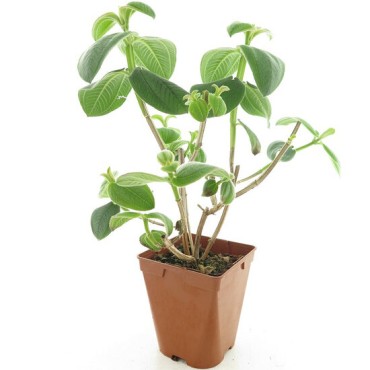 Tibouchina elegans - hauteur totale 40+ cm - pot 9 x 9 cm