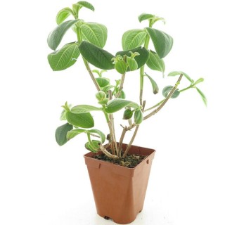 Tibouchina elegans - hauteur totale 40+ cm - pot 9 x 9 cm