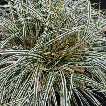 Carex Everest - pot 2 ltr