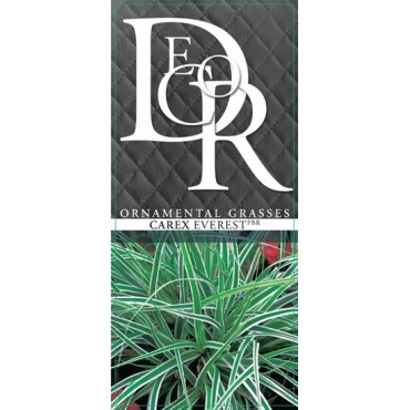 Carex Everest - pot 2 ltr