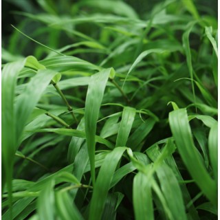 Hakonechloa macra - pot 2 ltr